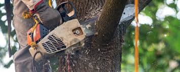 How Our Tree Care Process Works  in  Clarkston, WA